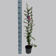 Pyracantha cocc. 'Red Column'