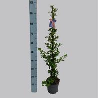 Pyracantha 'Orange Charmer'