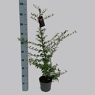 Pyracantha 'Soleil d'Or'
