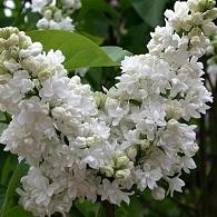 Syringa v. 'Mme Lemoine'