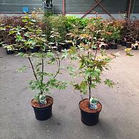 Acer pal. 'Osakazuki'