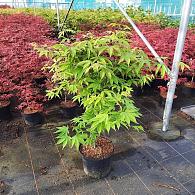 Acer pal. 'Osakazuki'