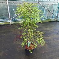 Acer pal. 'Dissectum'