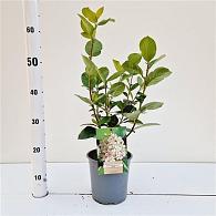 Aronia prunifolia 'Viking'