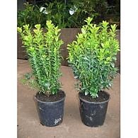 Buxus sempervirens  -Bushes-