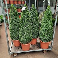 Buxus sempervirens  -Pyramid-