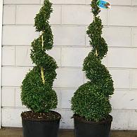 Buxus sempervirens  -Spiral-