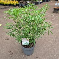Choisya 'Aztec Pearl'
