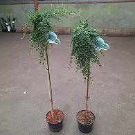 Cotoneaster dam. 'Winter Jewel'