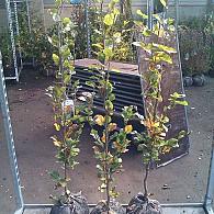 Fagus syl. 'Dawyck Gold'