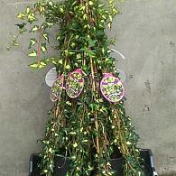 Hedera in Cultivars