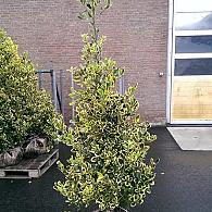 Ilex altacl. 'Golden King'