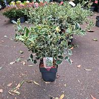 Ilex aq. 'Argentea Marginata'