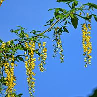 Laburnum wat. 'Vossii'