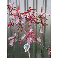 Malus 'Royalty'