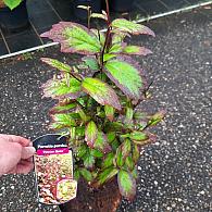 Parrotia persica 'Persian Spire'