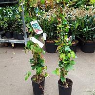 Parthenocissus tr. 'Veitch Boskoop'