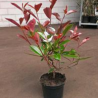 Photinia fraseri 'Camilvy'