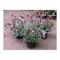 Photinia fraseri 'Little Red Robin'