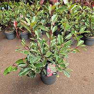 Photinia fraseri Pink Marble
