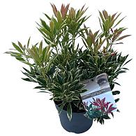 Pieris 'Flaming Silver'