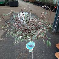 Prunus cer. 'Hessei'