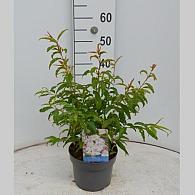 Prunus incisa 'Oshidori'