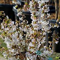 Prunus nipponica 'Brillant'
