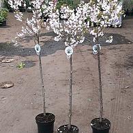 Prunus nipponica 'Ruby'