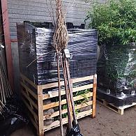 Prunus ser. 'Taihaku'