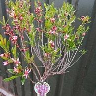 Prunus tenella 'Fire Hill'