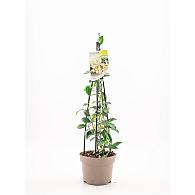 Trachelospermum j. 'White Wings'