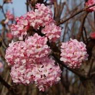 Viburnum bodn. 'Charles Lamont'