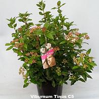 Viburnum tinus