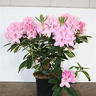 Rhododendron 'Albert Schweitzer'