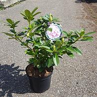 Rhododendron 'Albert Schweitzer'