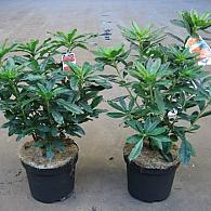 Rhododendron (AK) 'Anneke'