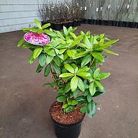 Rhododendron 'Delta'