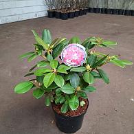 Rhododendron 'Germania'