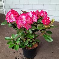 Rhododendron 'Germania'