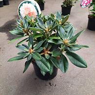 Rhododendron (Y) 'Golden Torch'