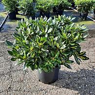 Rhododendron 'Goldflimmer'