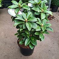 Rhododendron 'Gomer Waterer'
