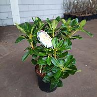 Rhododendron 'Horizon Monarch'