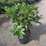 Rhododendron 'Horizon Monarch'