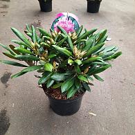Rhododendron (Y) 'Kalinka'