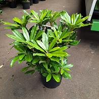 Rhododendron 'Madame Masson'