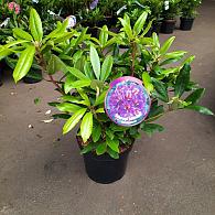 Rhododendron 'Marcel Menard'