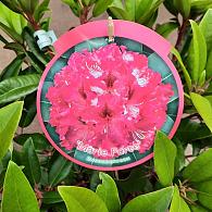 Rhododendron (AC) 'Marie Fortie'
