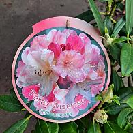 Rhododendron (Y) 'Percy Wiseman'